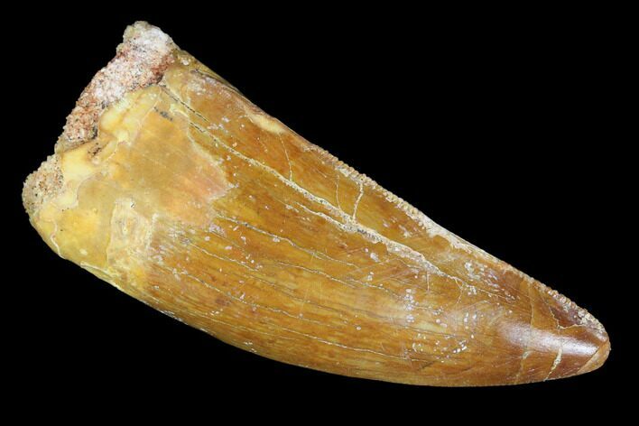 Serrated, Juvenile Carcharodontosaurus Tooth - Morocco #100090